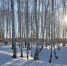 «Лес» - Irbit.Info