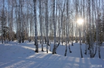 «Лес»
