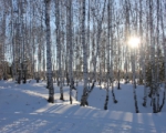 «Лес»