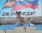 Собачья служба